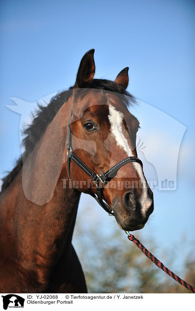 Oldenburger Portrait / Oldenburger horse portrait / YJ-02068