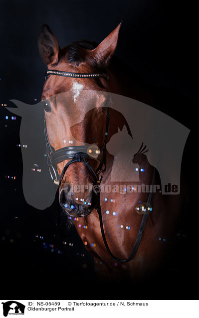 Oldenburger Portrait / Oldenburg Horse portait / NS-05459
