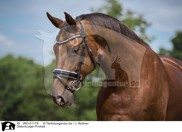 Oldenburger Portrait / Oldenburg Horse portrait / JRO-01178
