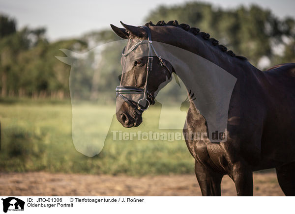 Oldenburger Portrait / Oldenburg Horse Portrait / JRO-01306