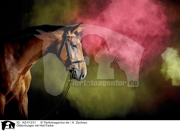 Oldenburger mit Holi Farbe / Oldenburg Horse with holi colour / AZ-01231
