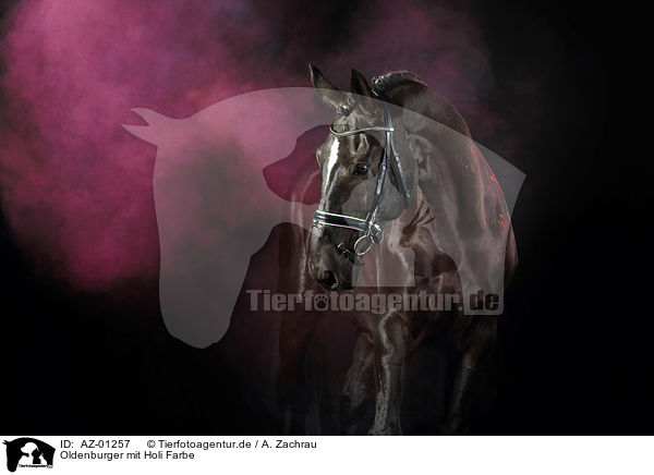 Oldenburger mit Holi Farbe / Oldenburg Horse with holi colour / AZ-01257