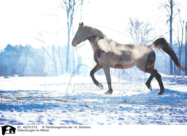 Oldenburger im Winter / AZ-01312
