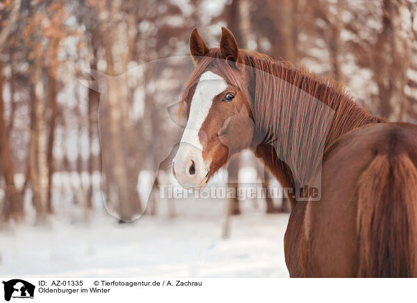 Oldenburger im Winter / Oldenburg horse in the winter / AZ-01335