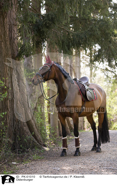 Oldenburger / Oldenburg Horse / PK-01010