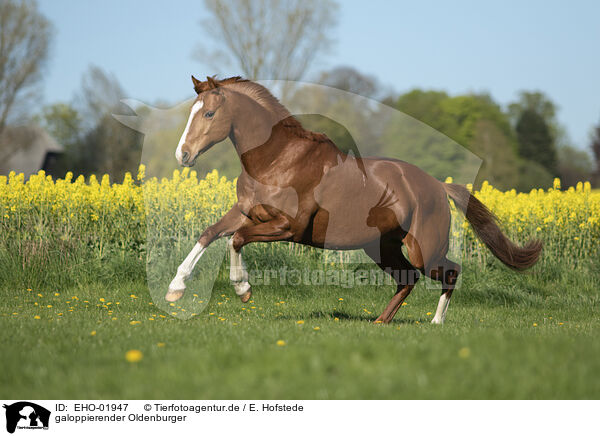 galoppierender Oldenburger / galloping Oldenburg Horse / EHO-01947
