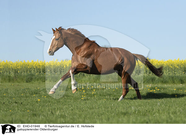 galoppierender Oldenburger / galloping Oldenburg Horse / EHO-01948