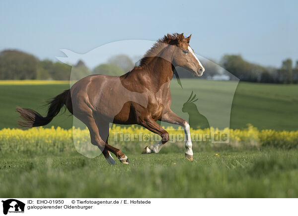 galoppierender Oldenburger / galloping Oldenburg Horse / EHO-01950