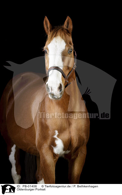 Oldenburger Portrait / Oldenburg Horse Portrait / PB-01406