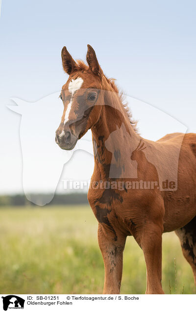 Oldenburger Fohlen / Oldenburg Horse foal / SB-01251