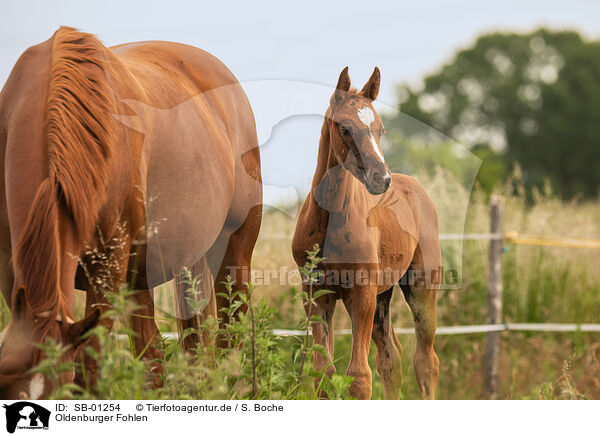 Oldenburger Fohlen / Oldenburg Horse foal / SB-01254