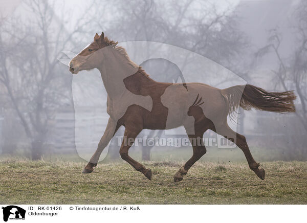 Oldenburger / Oldenburg Horse / BK-01426