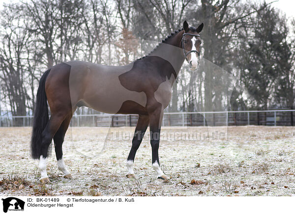 Oldenburger Hengst / Oldenburg Horse stallion / BK-01489