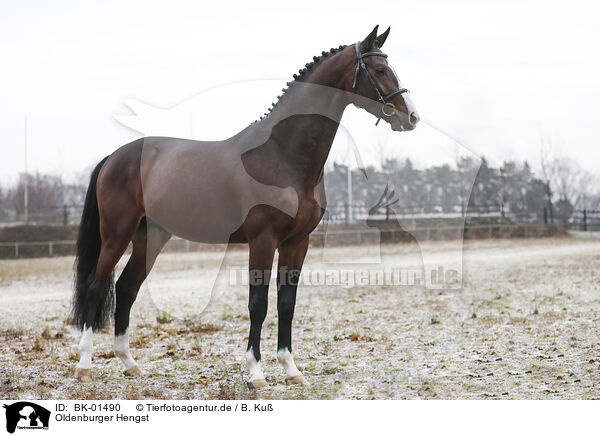 Oldenburger Hengst / Oldenburg Horse stallion / BK-01490