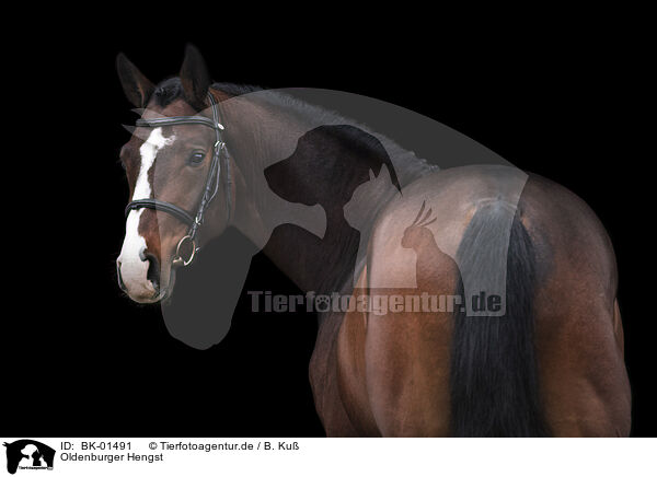 Oldenburger Hengst / Oldenburg Horse stallion / BK-01491