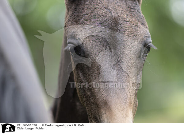 Oldenburger Fohlen / Oldenburg Horse foal / BK-01538