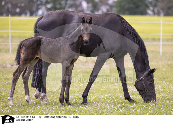Oldenburger / Oldenburg Horses / BK-01543