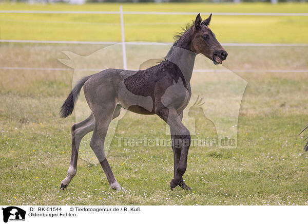 Oldenburger Fohlen / Oldenburg Horse foal / BK-01544