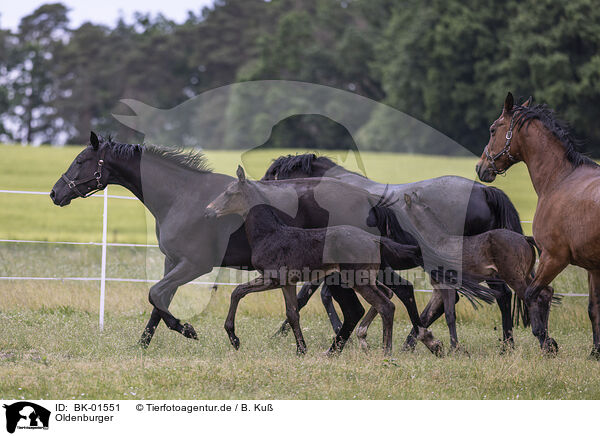 Oldenburger / Oldenburg Horses / BK-01551