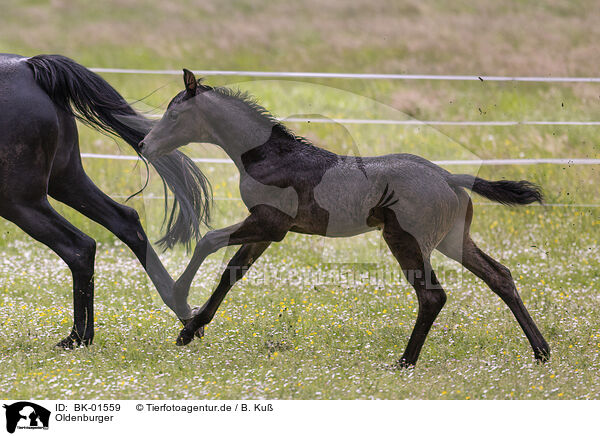 Oldenburger / Oldenburg Horses / BK-01559