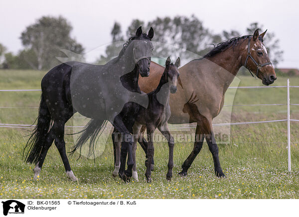 Oldenburger / Oldenburg Horses / BK-01565