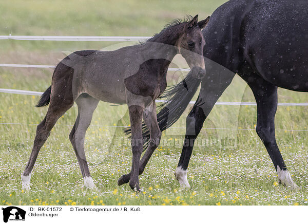 Oldenburger / Oldenburg Horses / BK-01572
