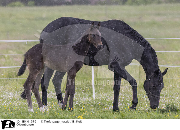 Oldenburger / Oldenburg Horses / BK-01575