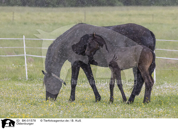 Oldenburger / Oldenburg Horses / BK-01578