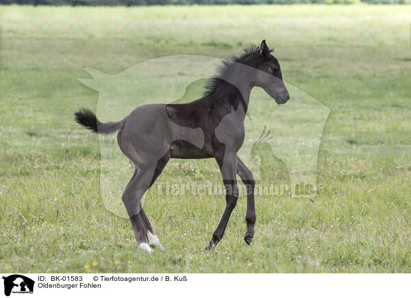 Oldenburger Fohlen / Oldenburg Horse foal / BK-01583