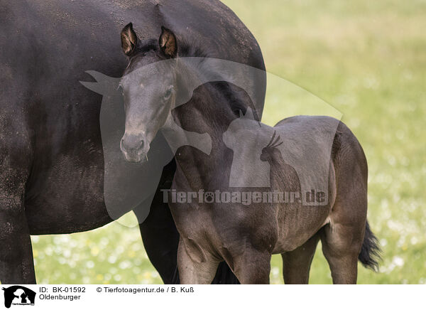 Oldenburger / Oldenburg Horses / BK-01592