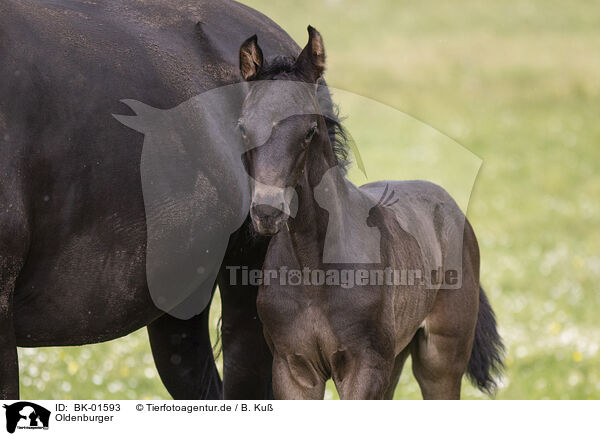 Oldenburger / Oldenburg Horses / BK-01593