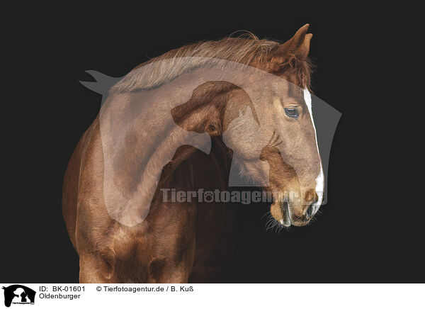 Oldenburger / Oldenburg Horse / BK-01601