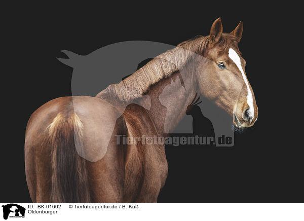 Oldenburger / Oldenburg Horse / BK-01602