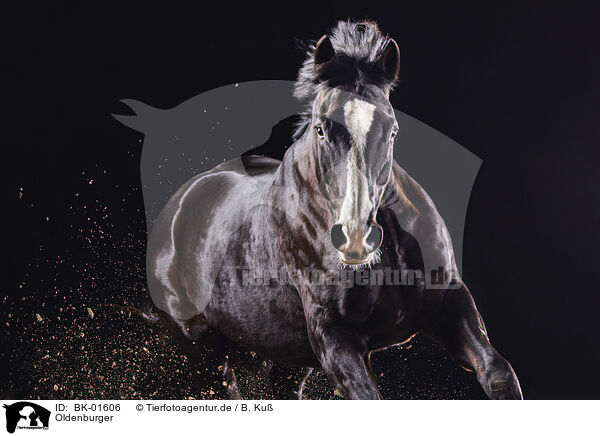 Oldenburger / Oldenburg Horse / BK-01606