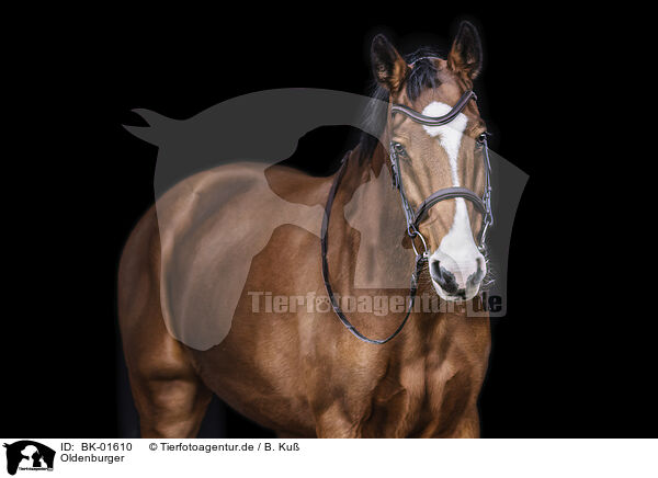 Oldenburger / Oldenburg Horse / BK-01610