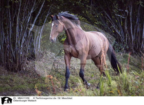 Oldenburger Wallach / Oldenburg Horse gelding / MM-01358