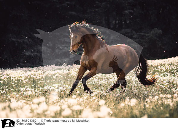 Oldenburger Wallach / Oldenburg Horse gelding / MM-01360