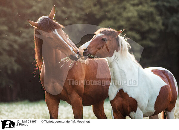 2 Pferde / 2 horses / MM-01367