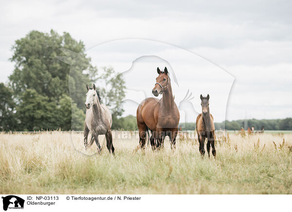 Oldenburger / Oldenburg Horses / NP-03113