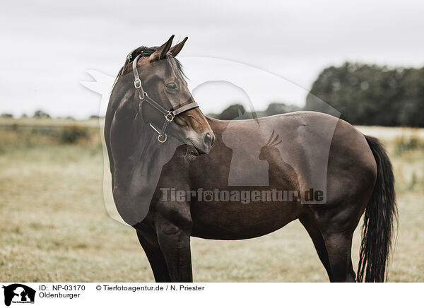 Oldenburger / Oldenburg Horse / NP-03170