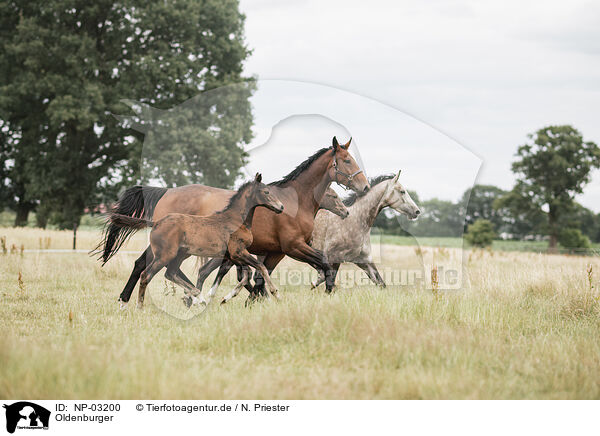Oldenburger / Oldenburg Horses / NP-03200