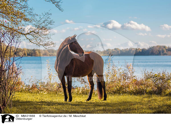 Oldenburger / Oldenburg Horse / MM-01668