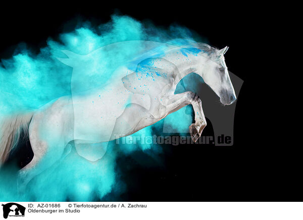 Oldenburger im Studio / Oldenburg Horse in studio / AZ-01686