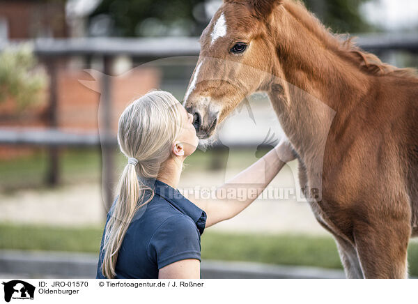 Oldenburger / Oldenburg Horse / JRO-01570