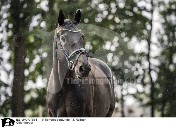 Oldenburger / Oldenburg Horse / JRO-01584