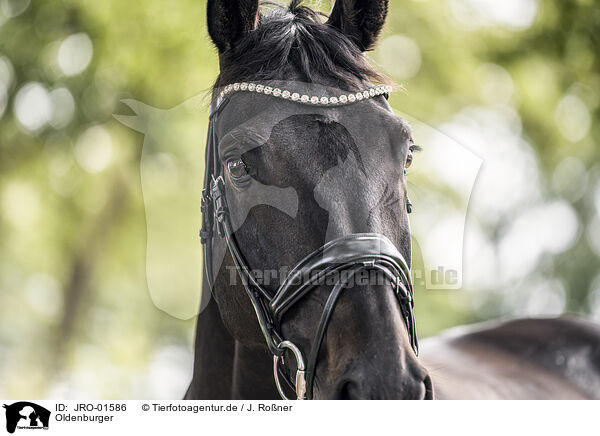 Oldenburger / Oldenburg Horse / JRO-01586
