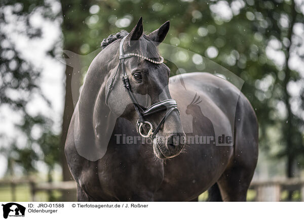 Oldenburger / Oldenburg Horse / JRO-01588