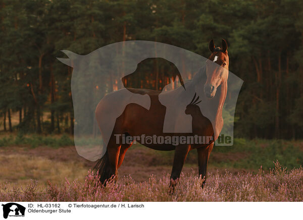 Oldenburger Stute / Oldenburg mare / HL-03162