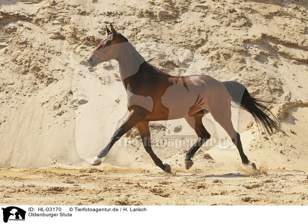 Oldenburger Stute / Oldenburg mare / HL-03170