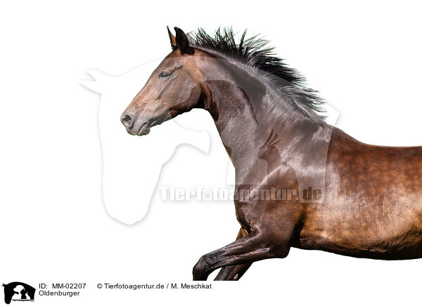 Oldenburger / Oldenburg Horse / MM-02207
